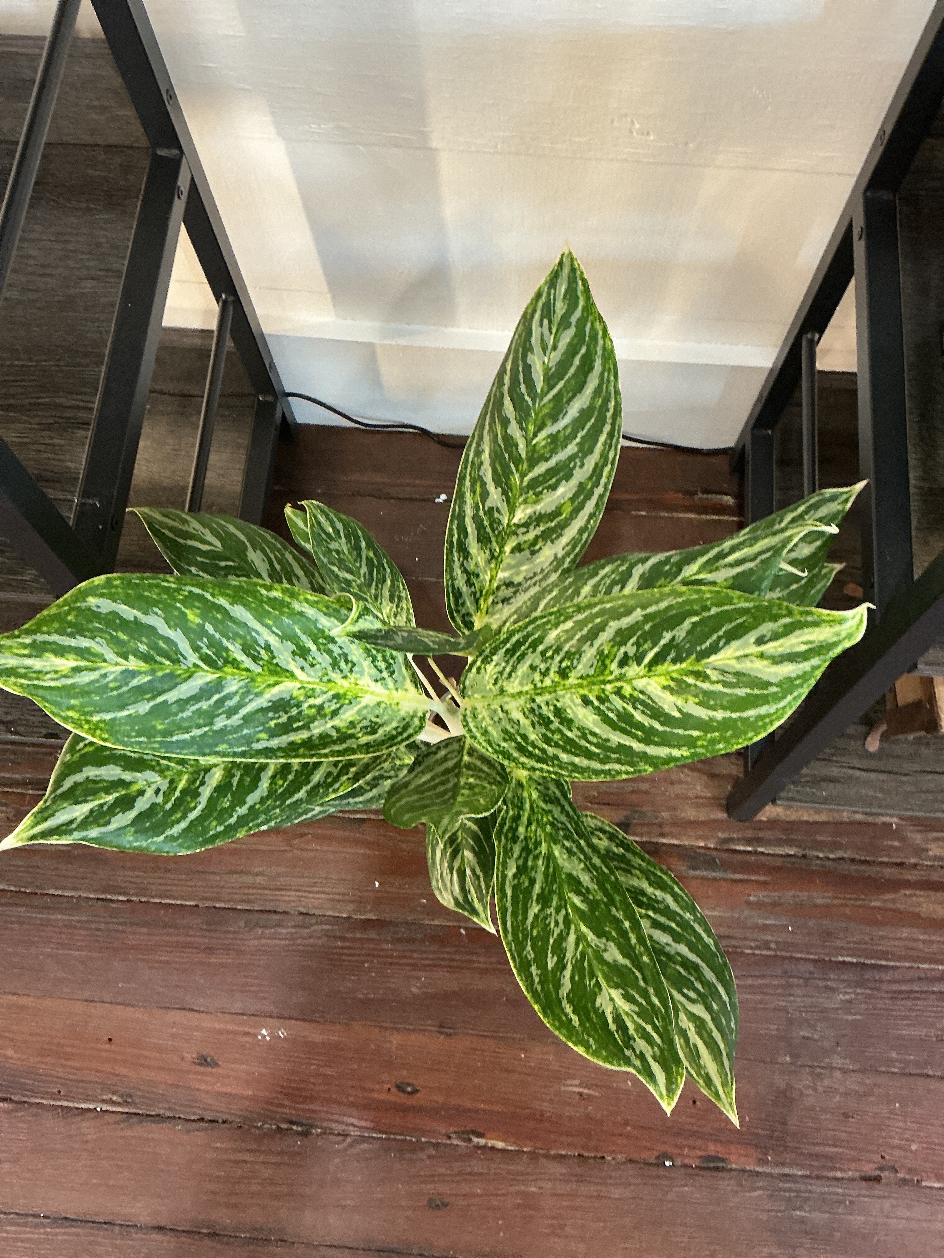 5" Aglaonema