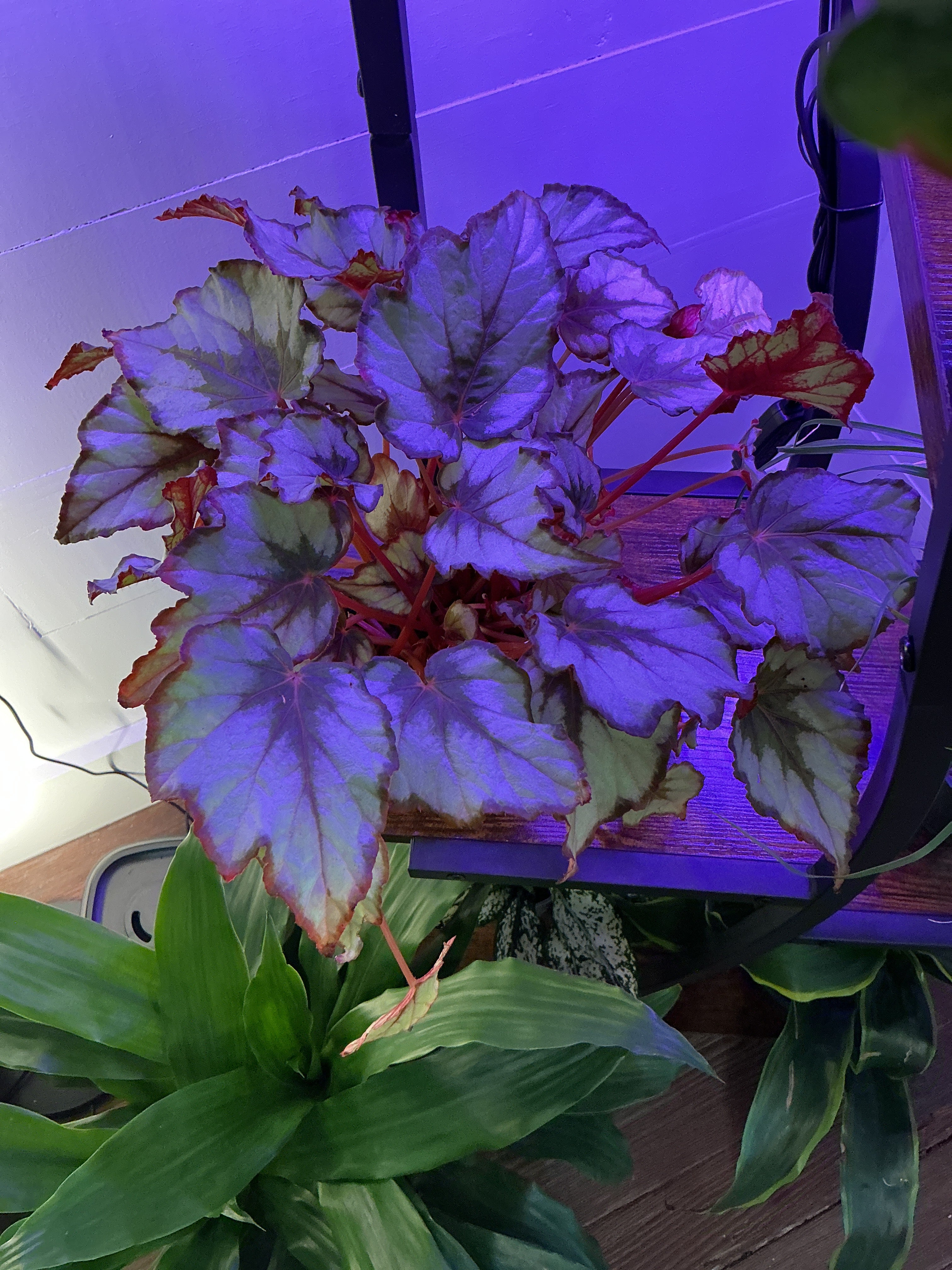 4" Rex Begonia