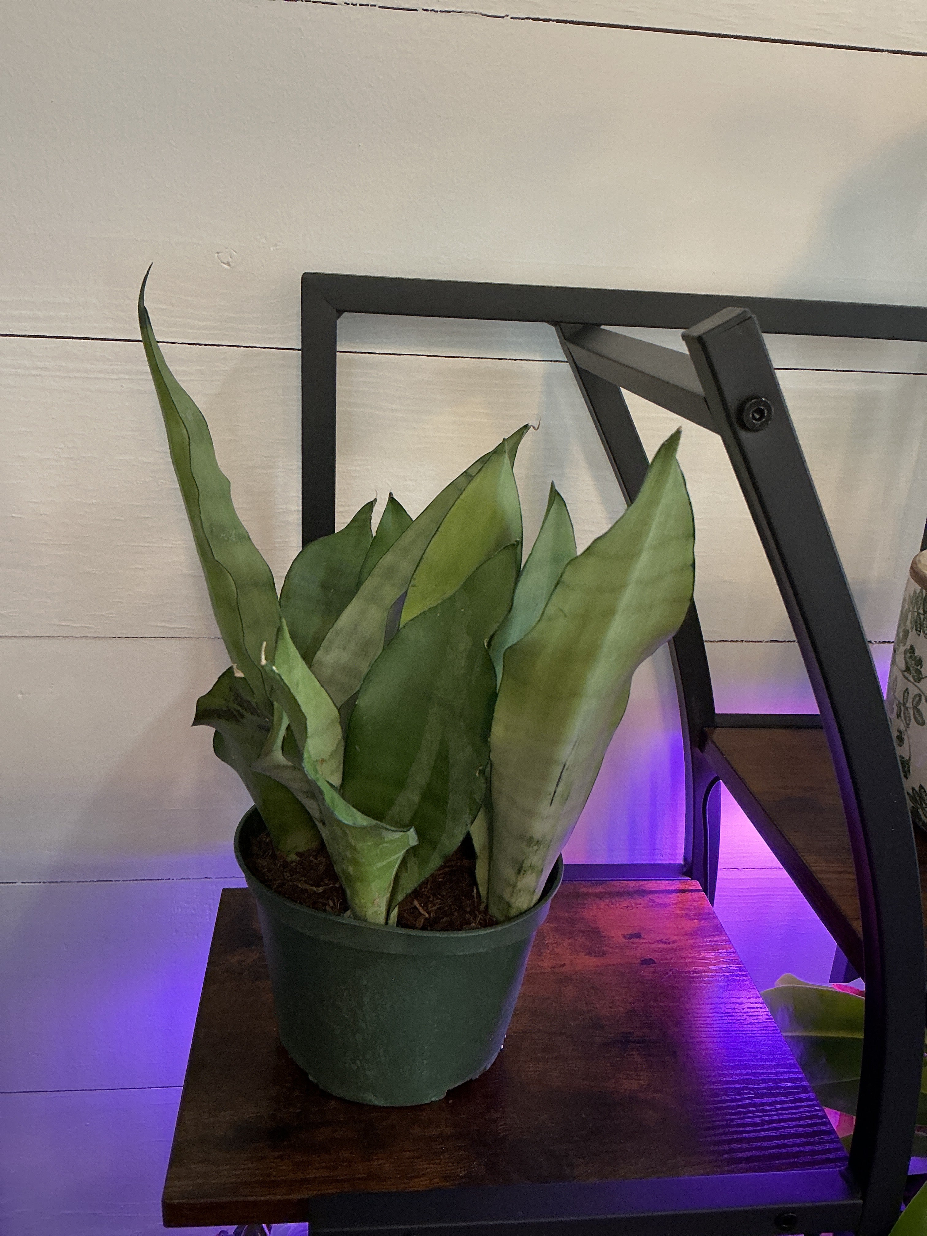 6" Sansevieria Moonshine