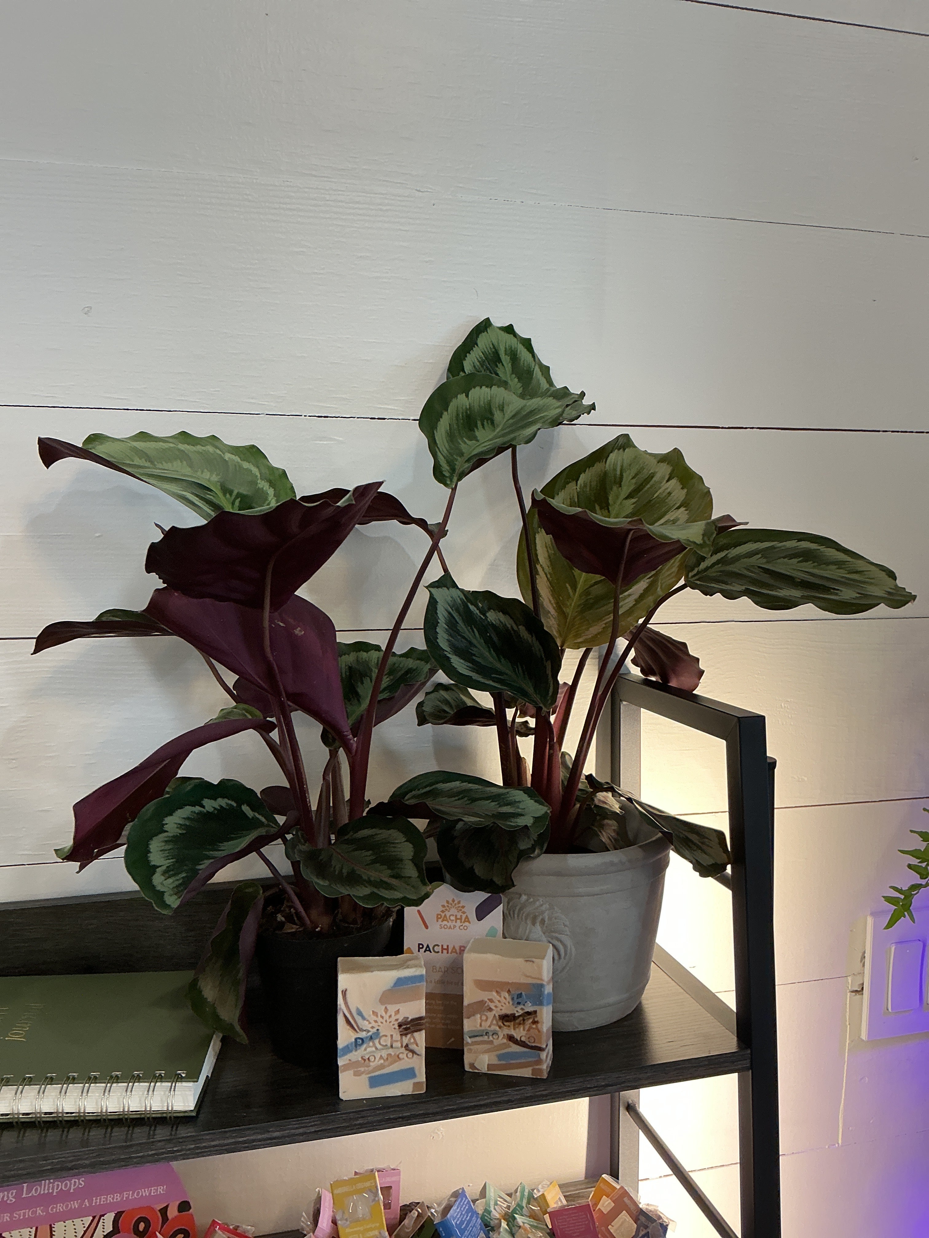 4" Calathea
