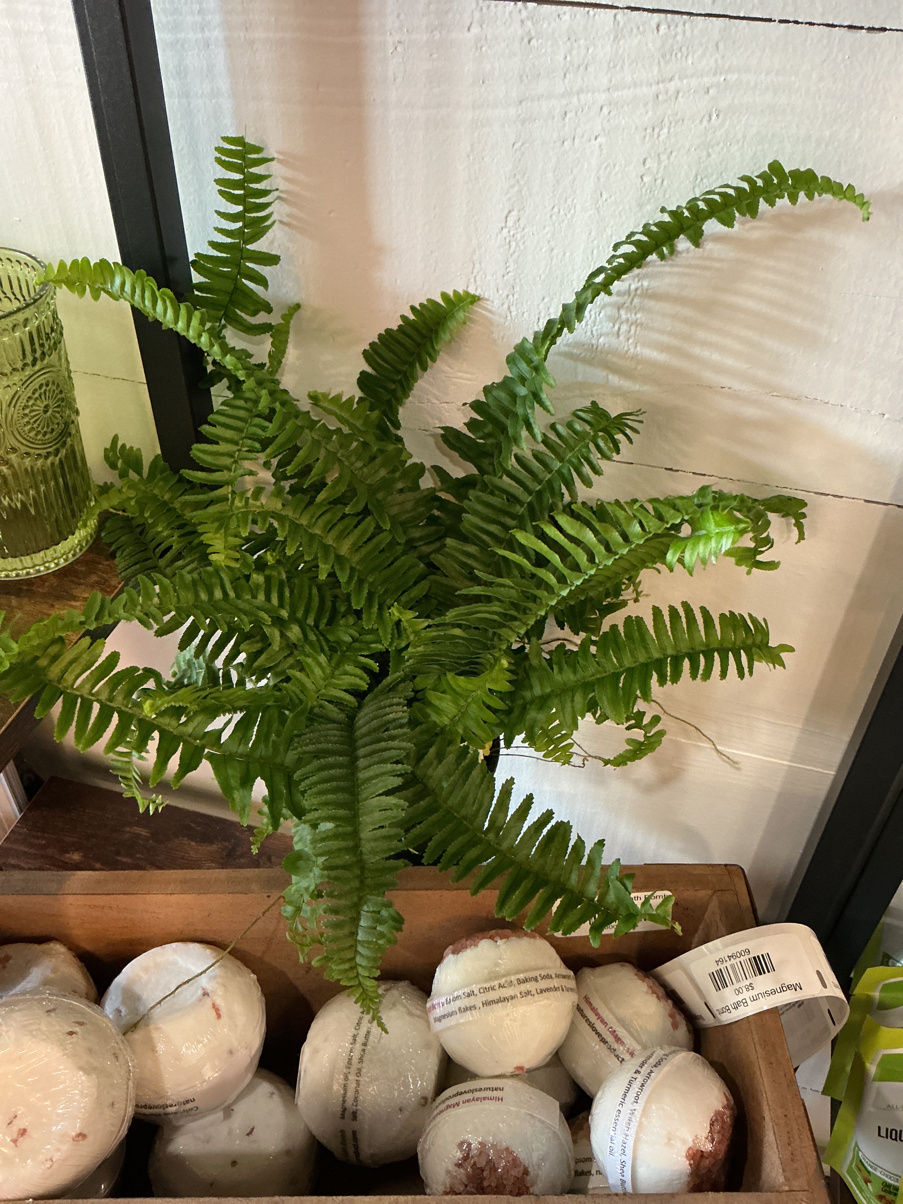 4" Fern