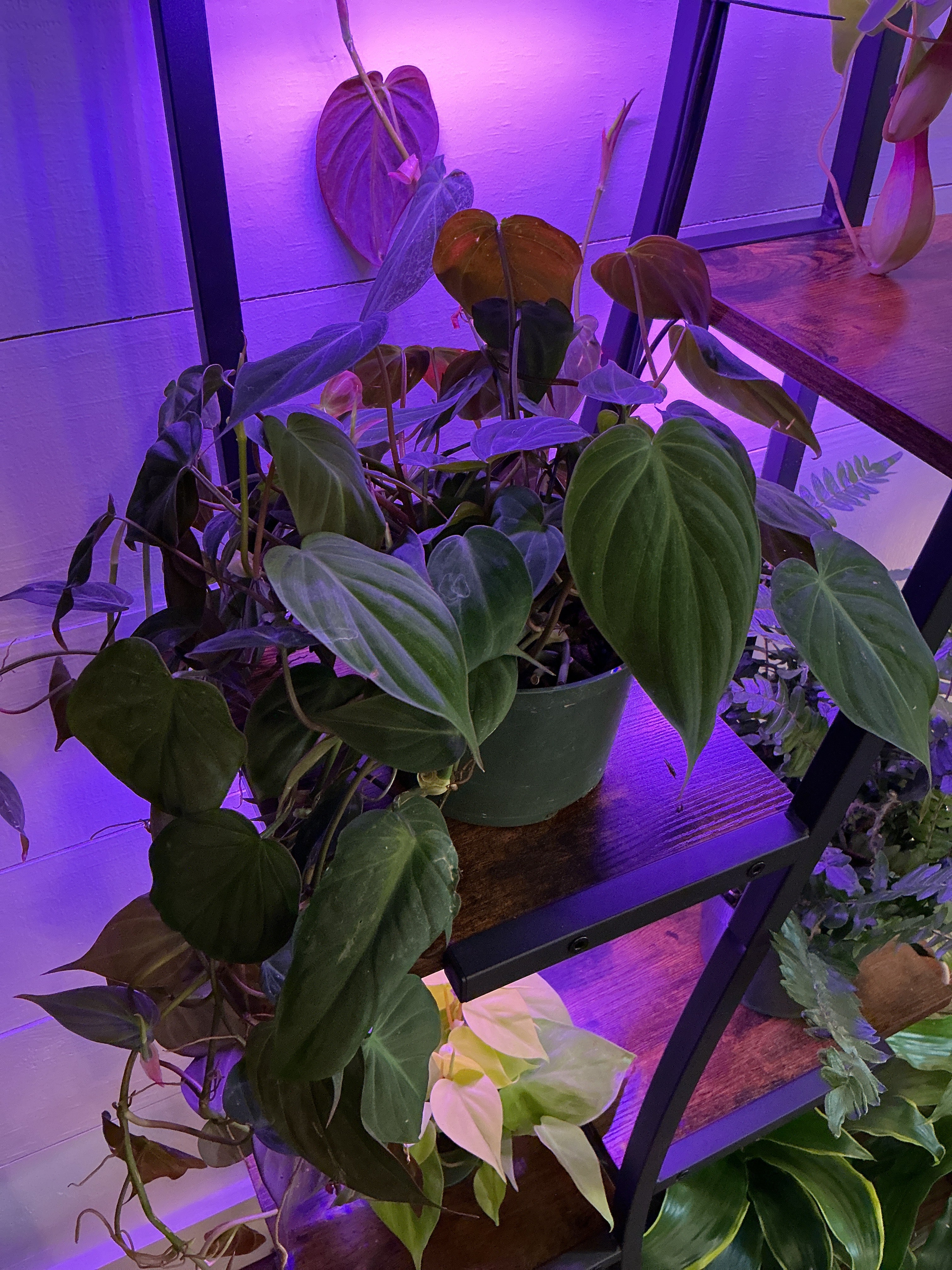 6" Philodendron Micans