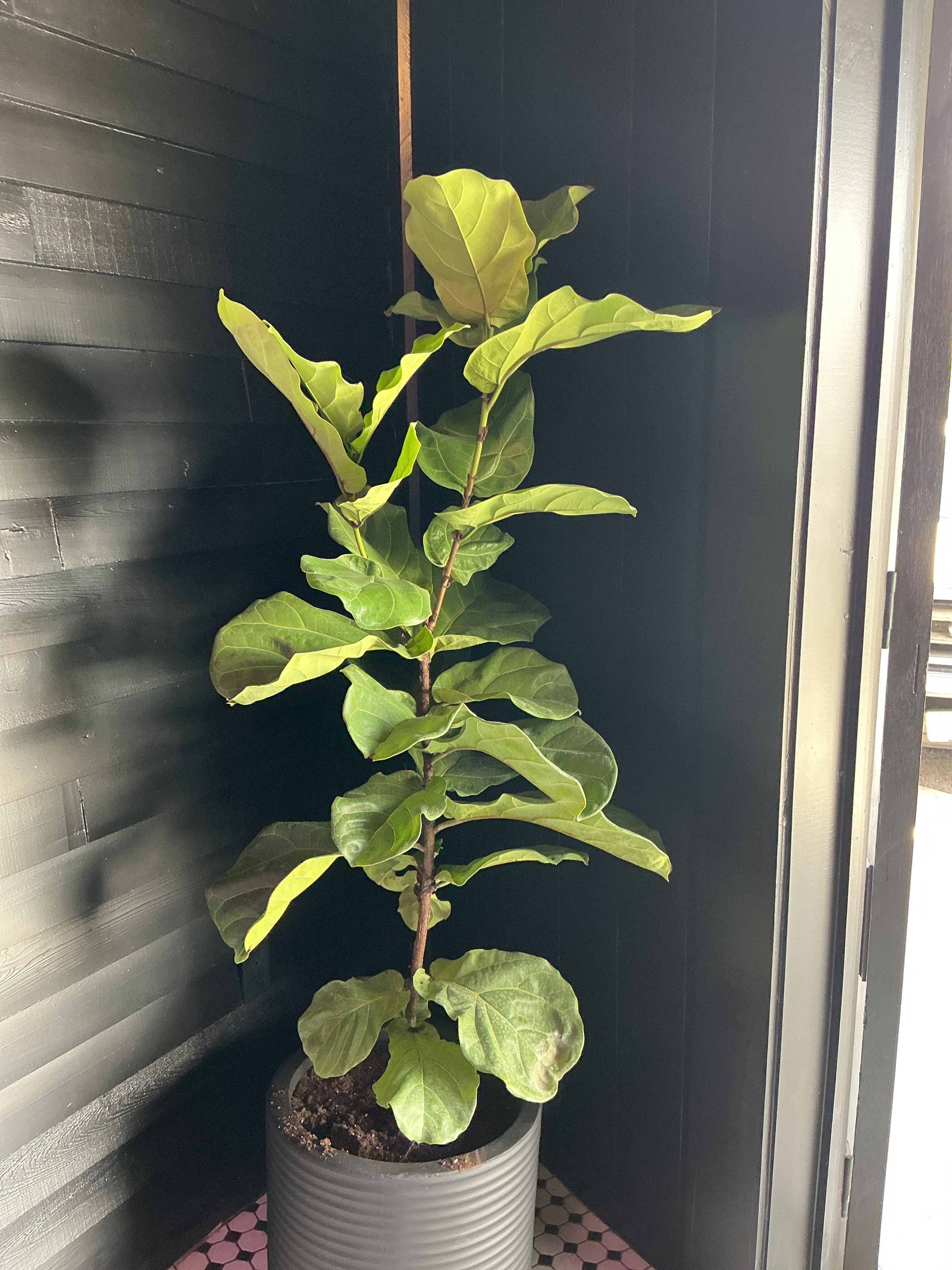 10" Lyrata Column