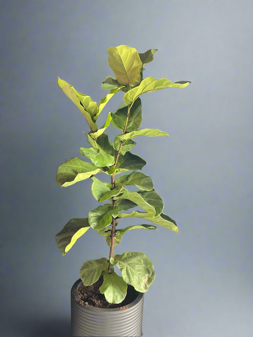 10" Lyrata Column