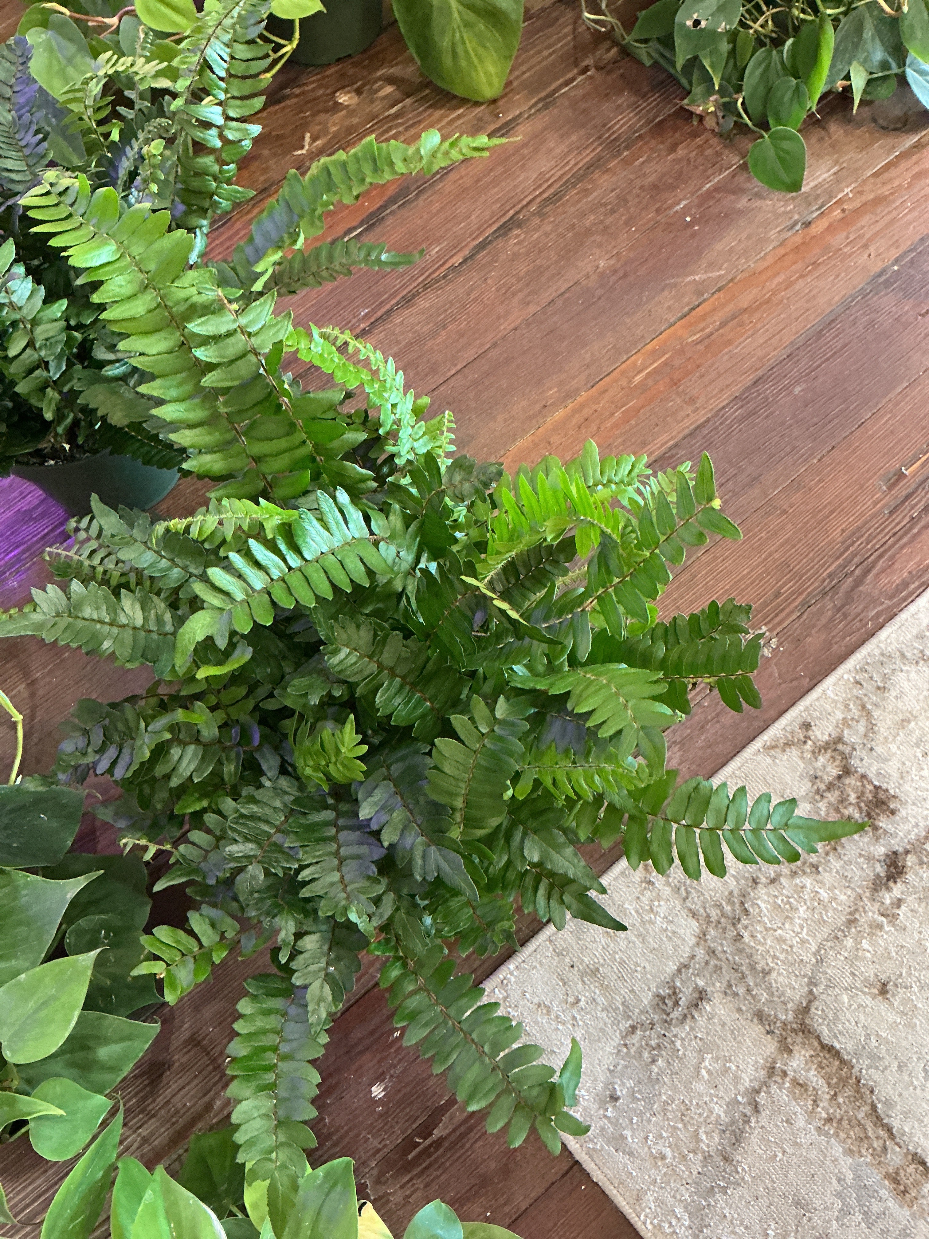 6" Falcata Fern