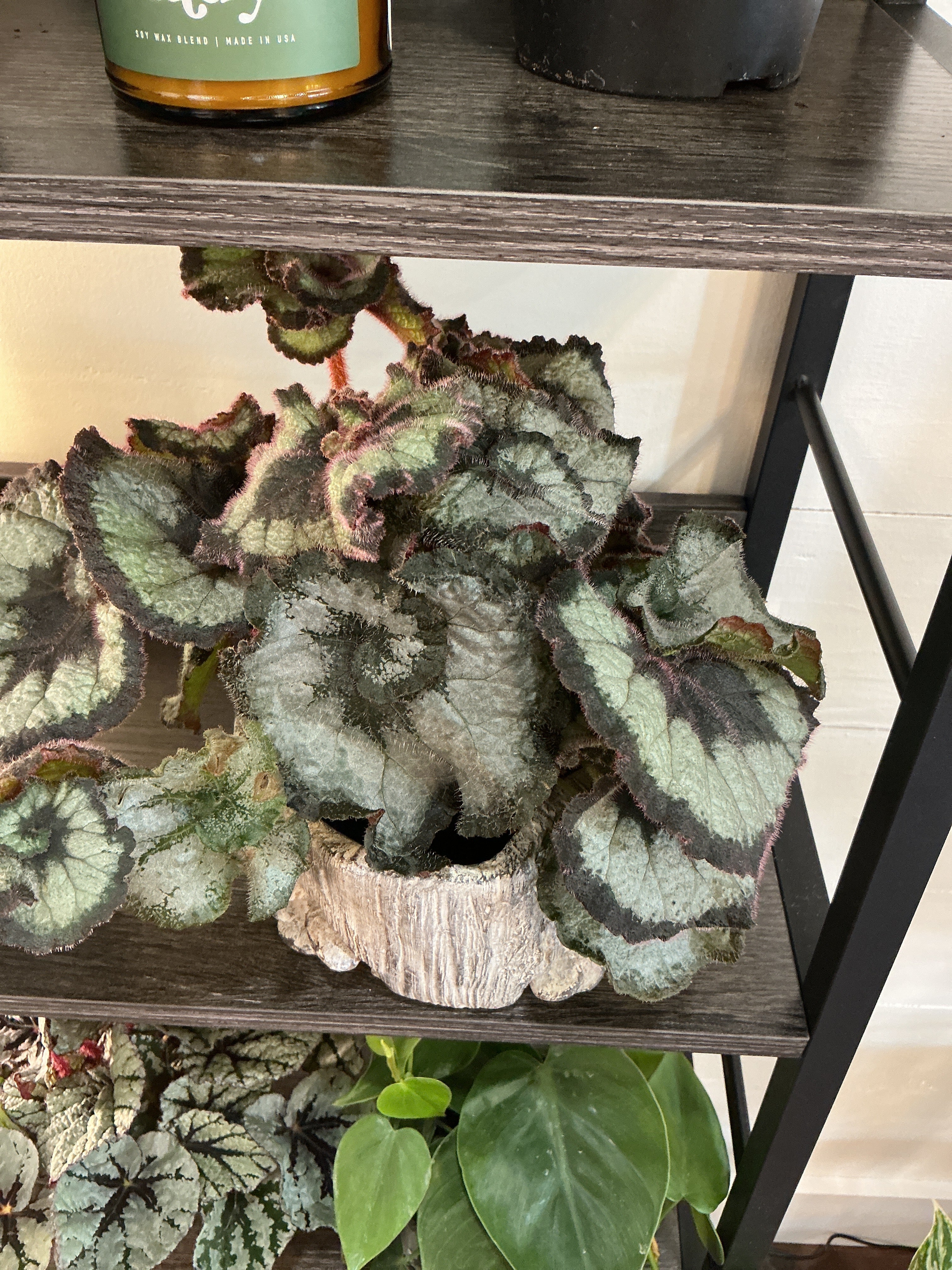 4" Rex Begonia