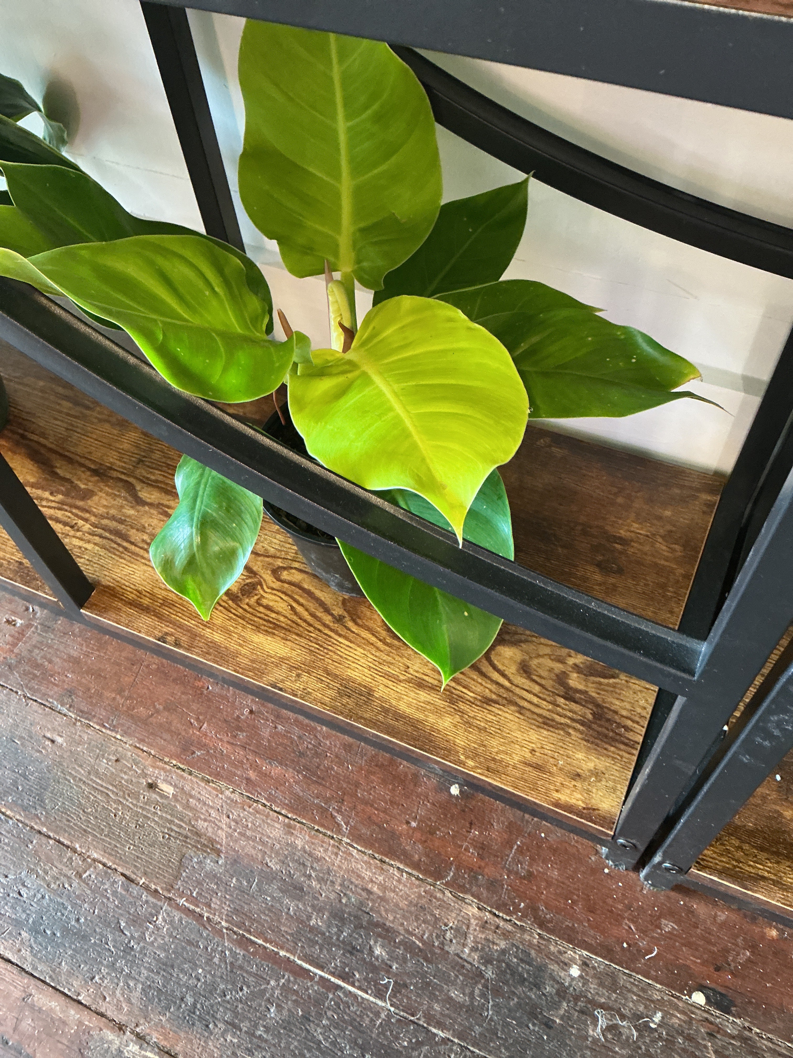 6" Philodendron Moonlight