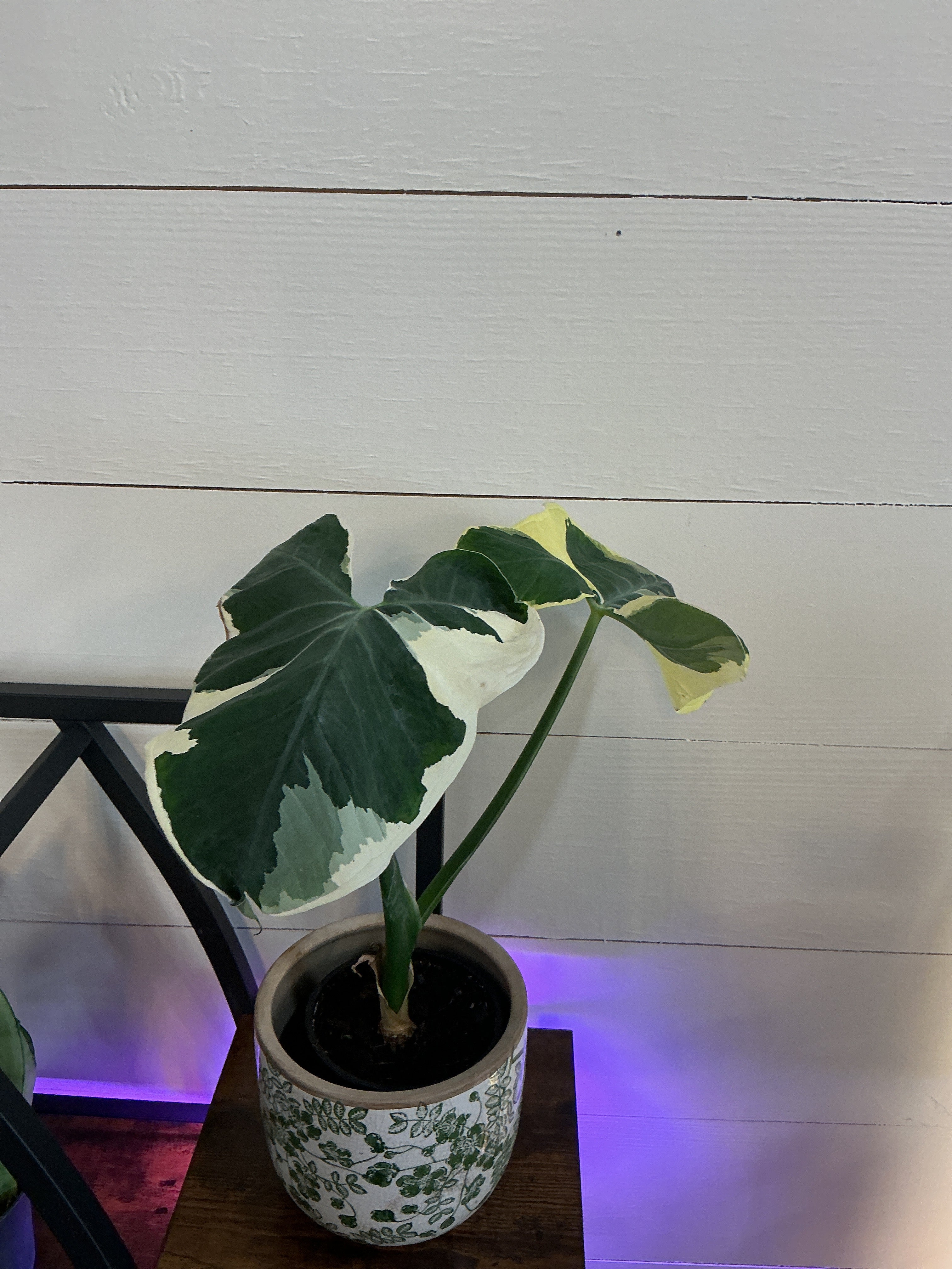 5" Alocasia Mickey Mouse