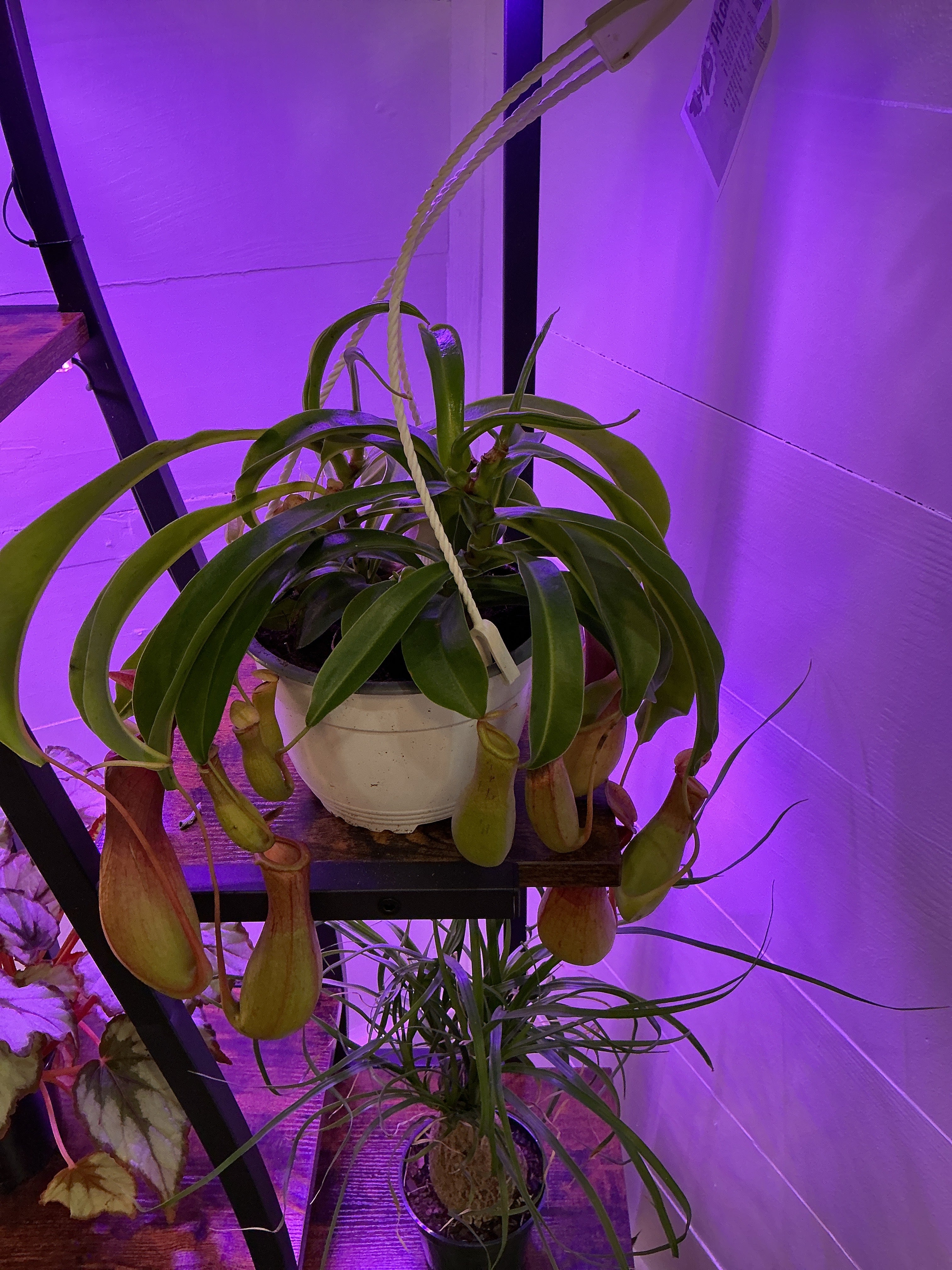 6" Nepenthes