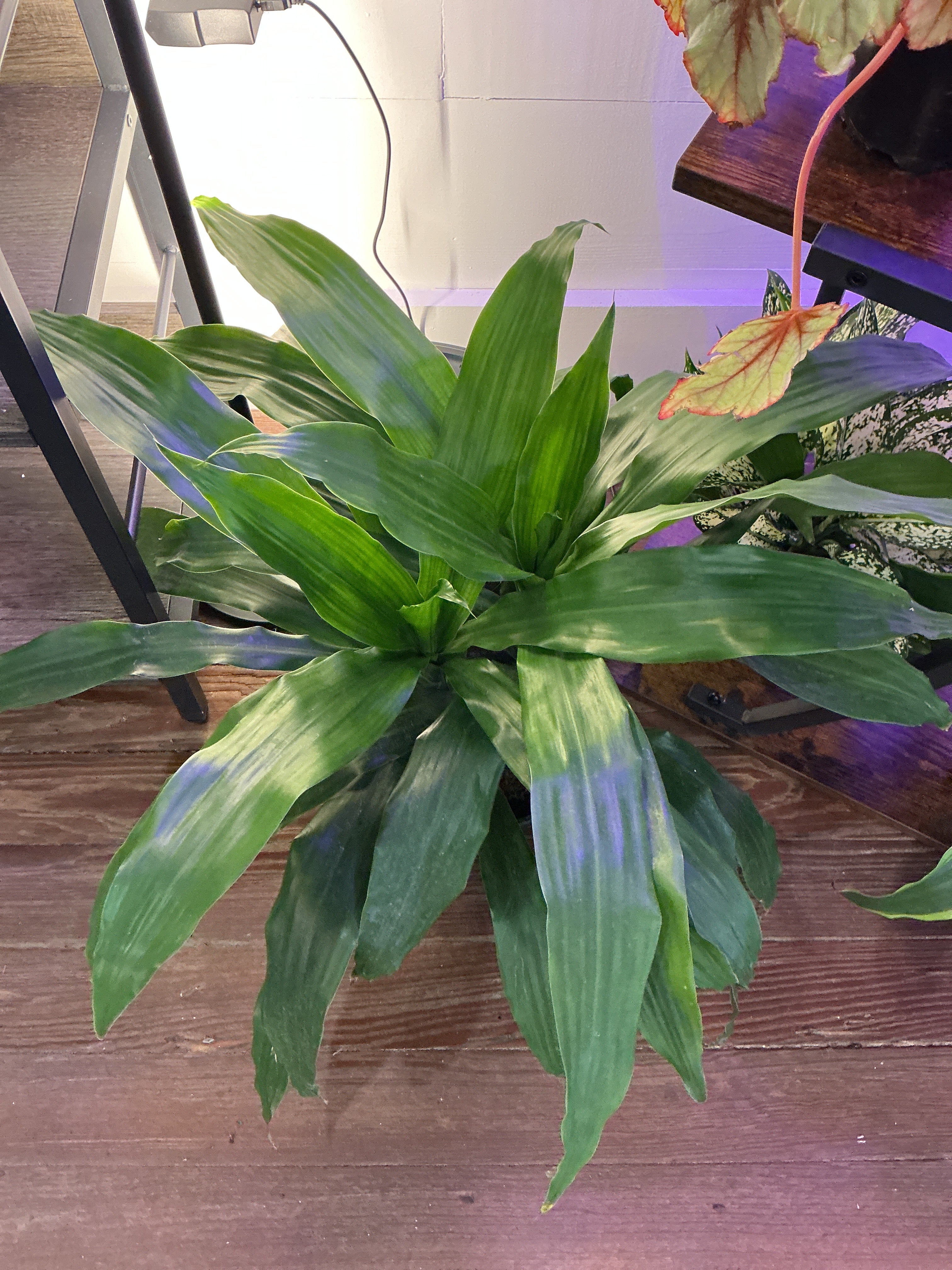 6" Janet Craig