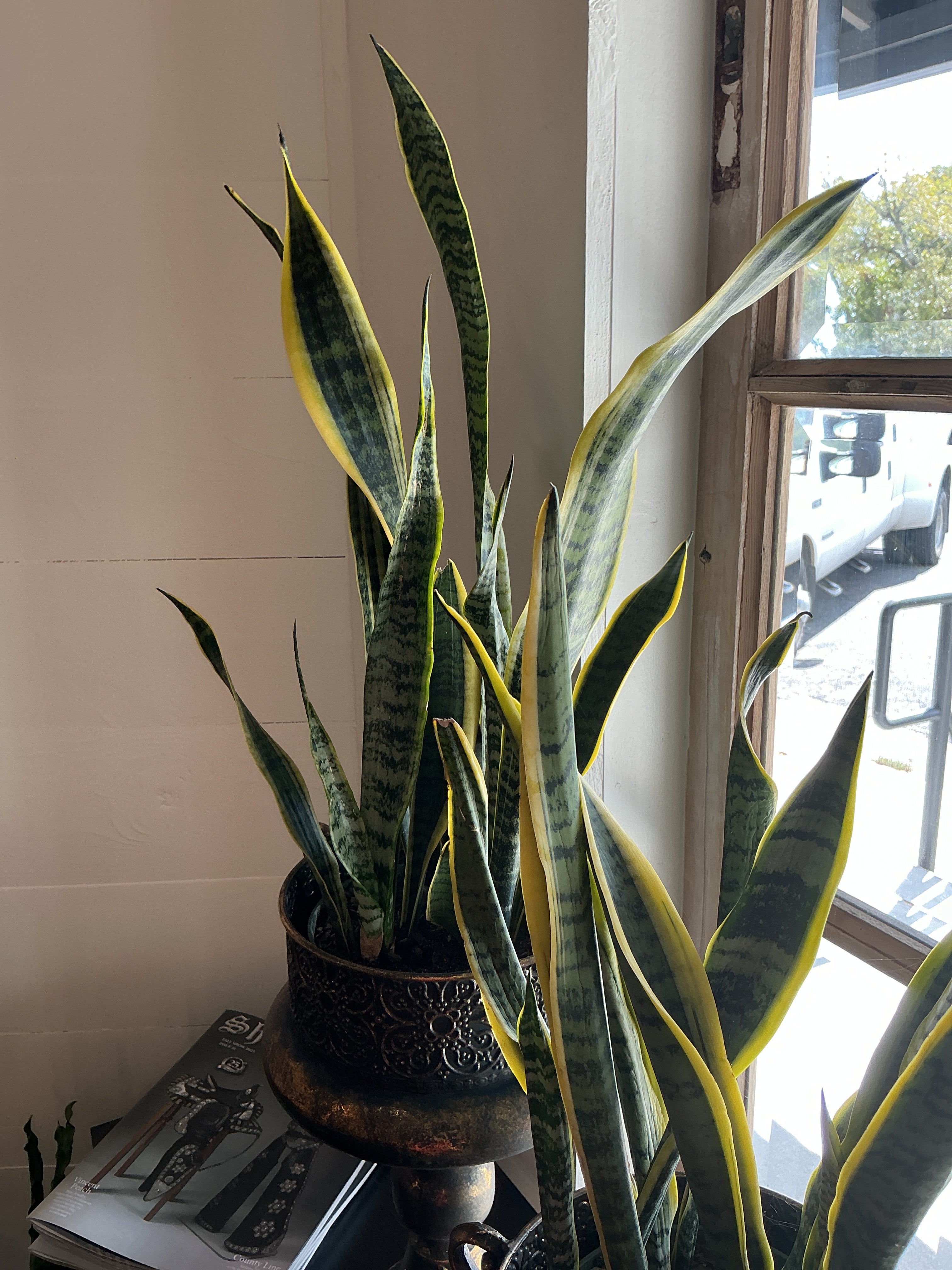 6" Sansevieria Laurenti