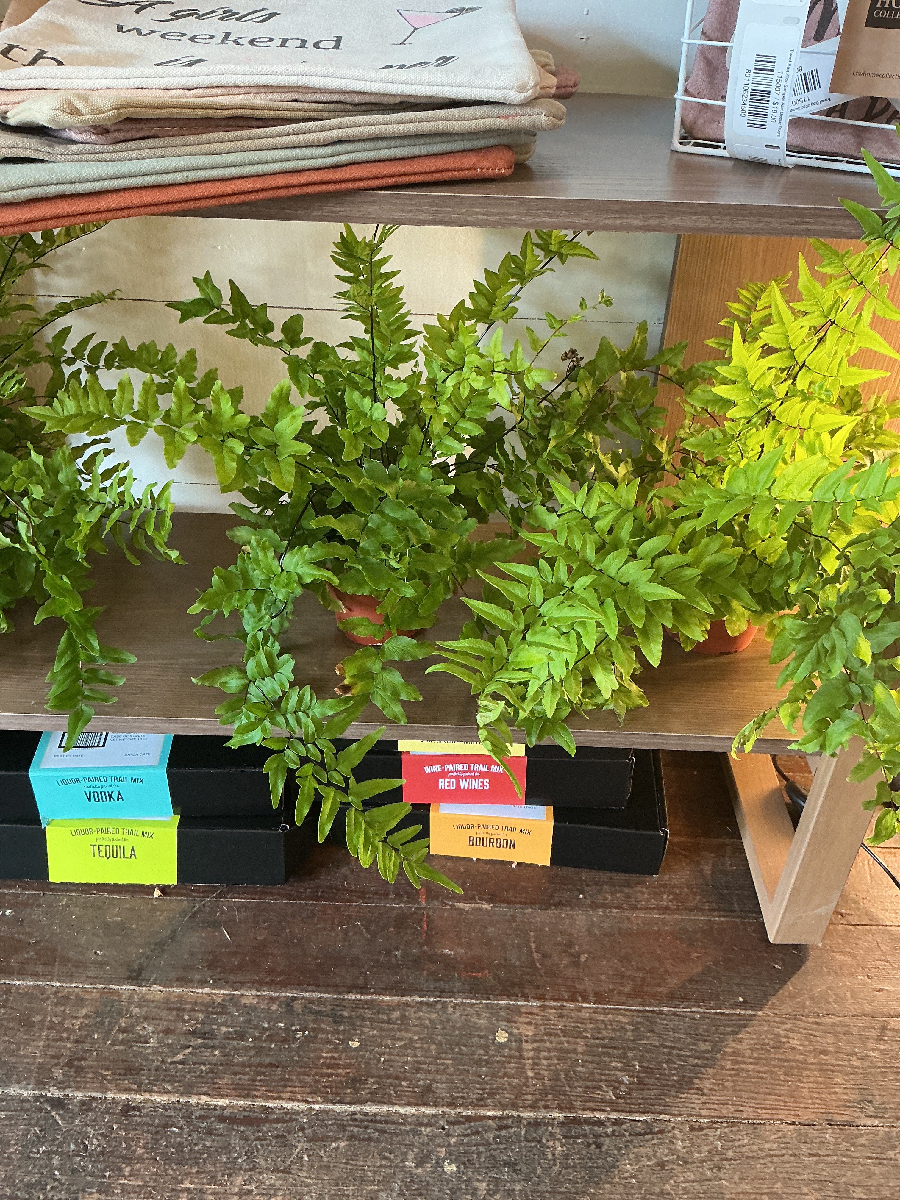 6" Maidenhair Fern