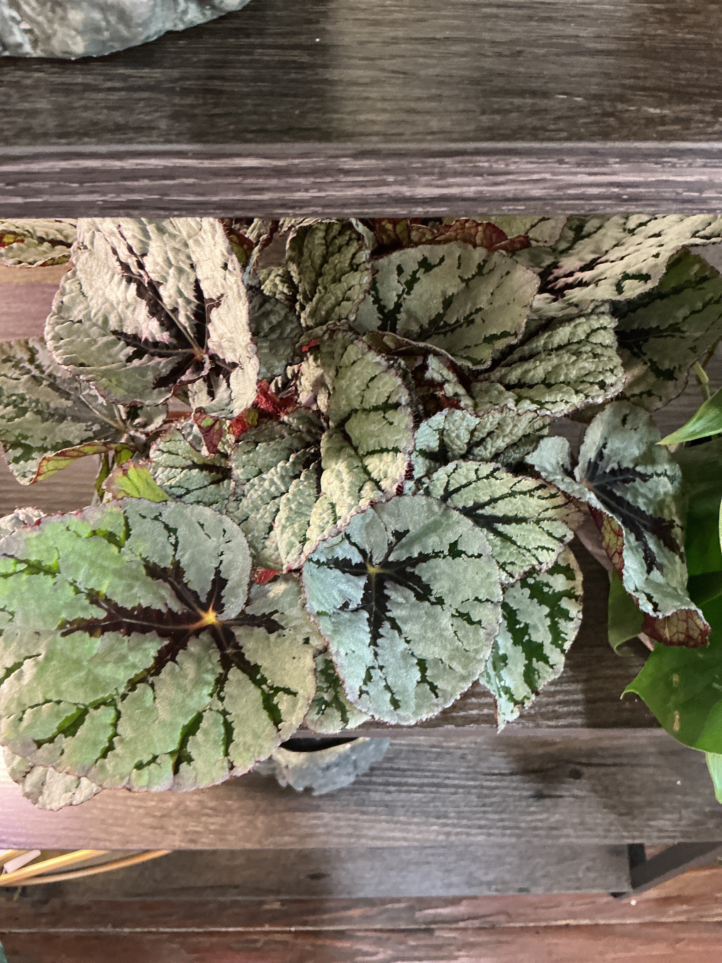 4" Rex Begonia