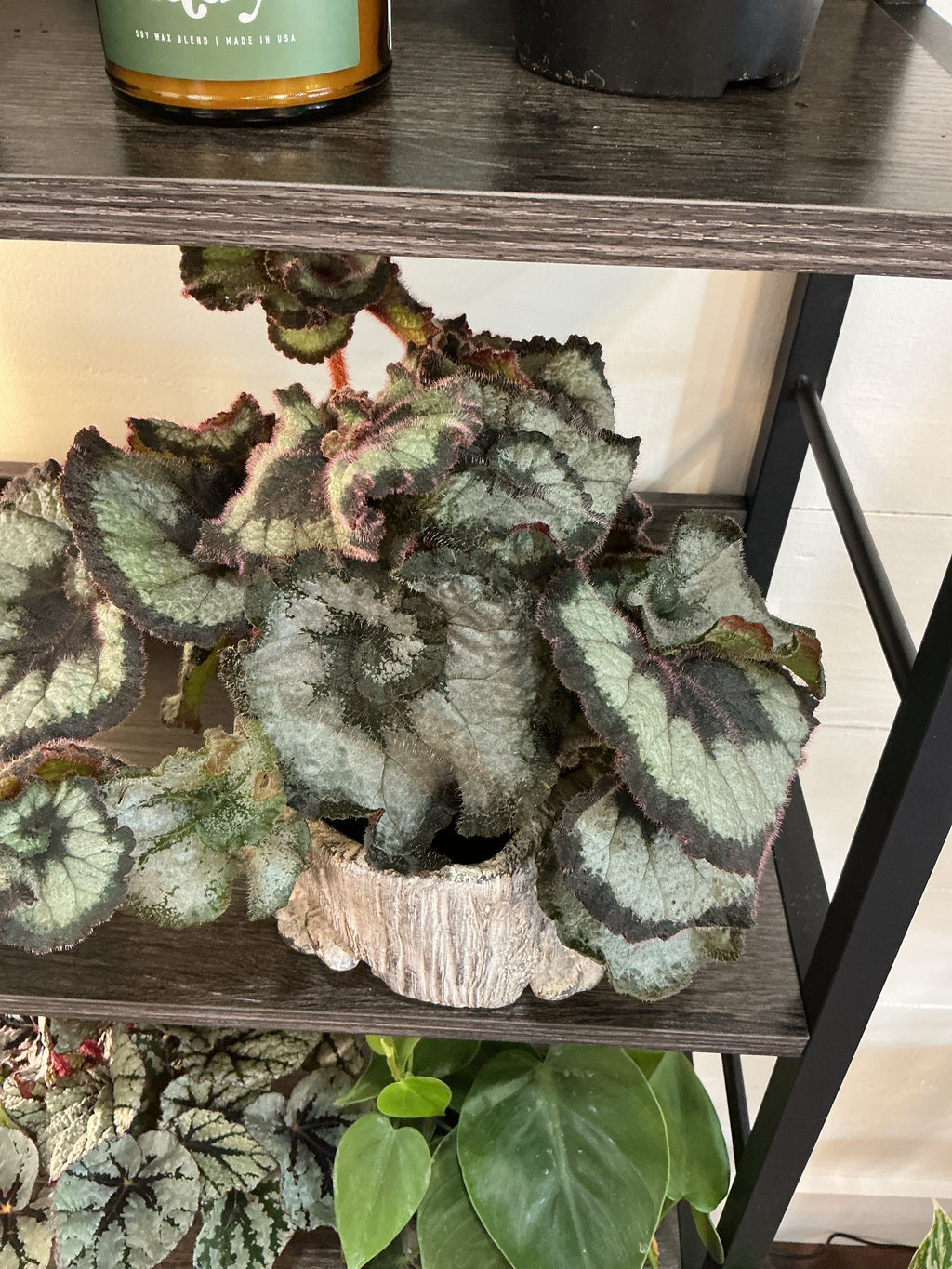 4" Rex Begonia