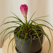 4" Bromeliad