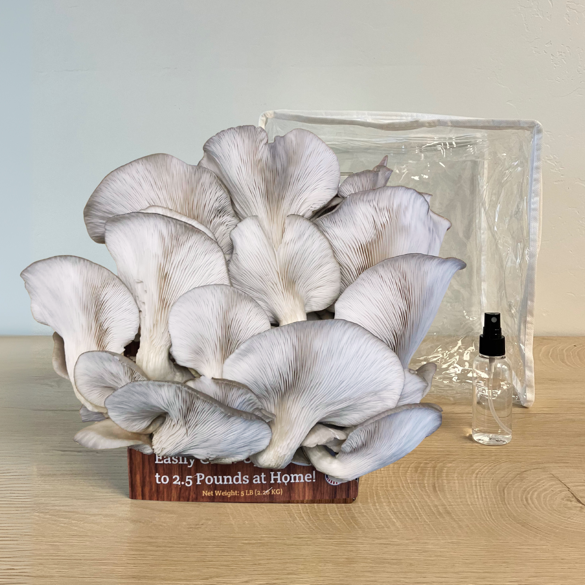 3 Pack - Premium Lion's Mane, Pink, and Blue Oyster Mushroom Growing Kit - 15 LBS