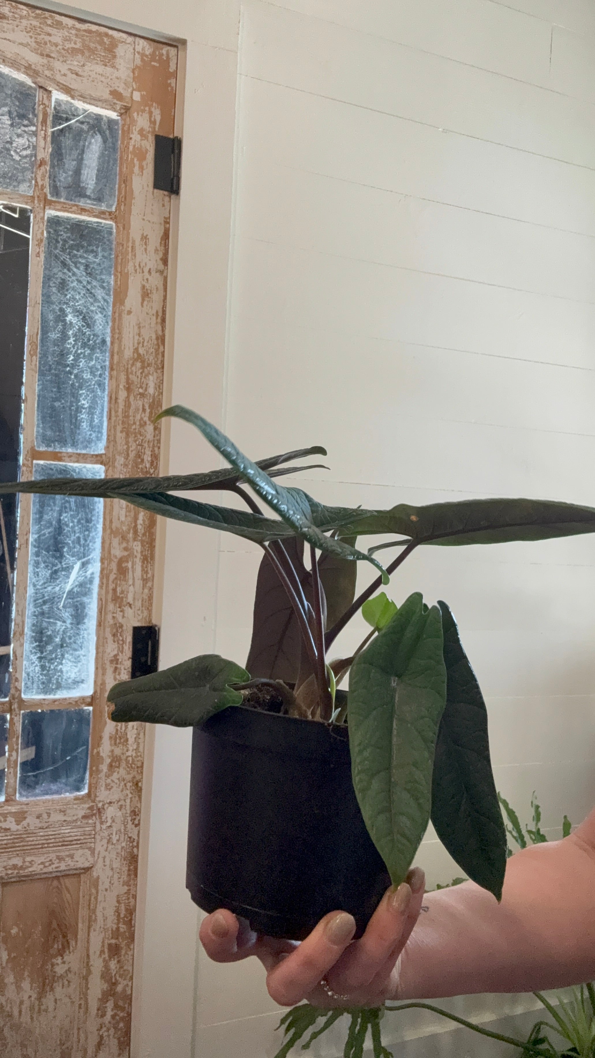 6" Alocasia