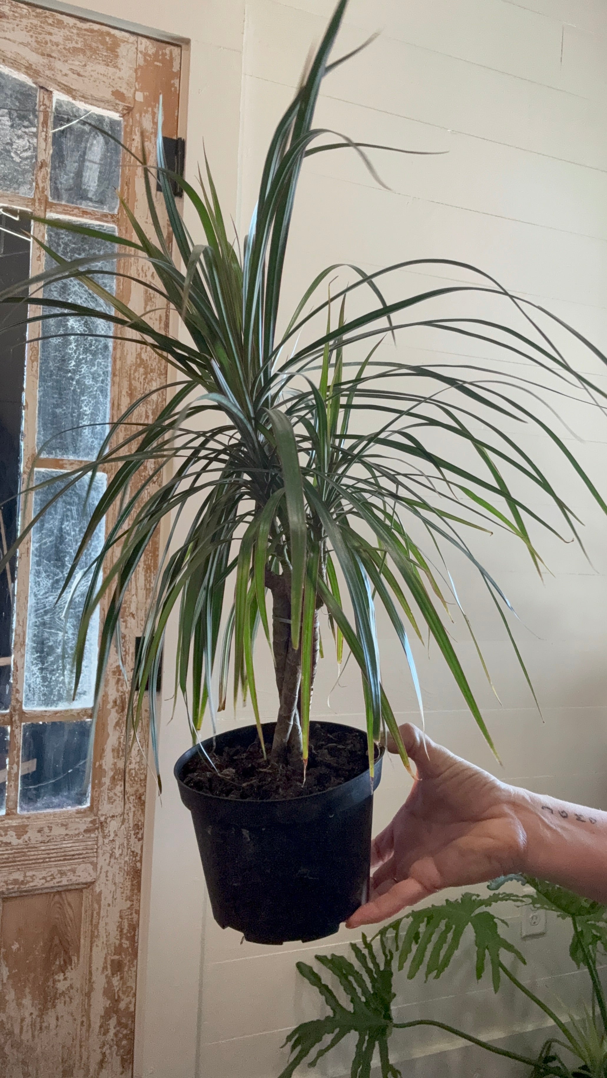 6" Marginata Braid