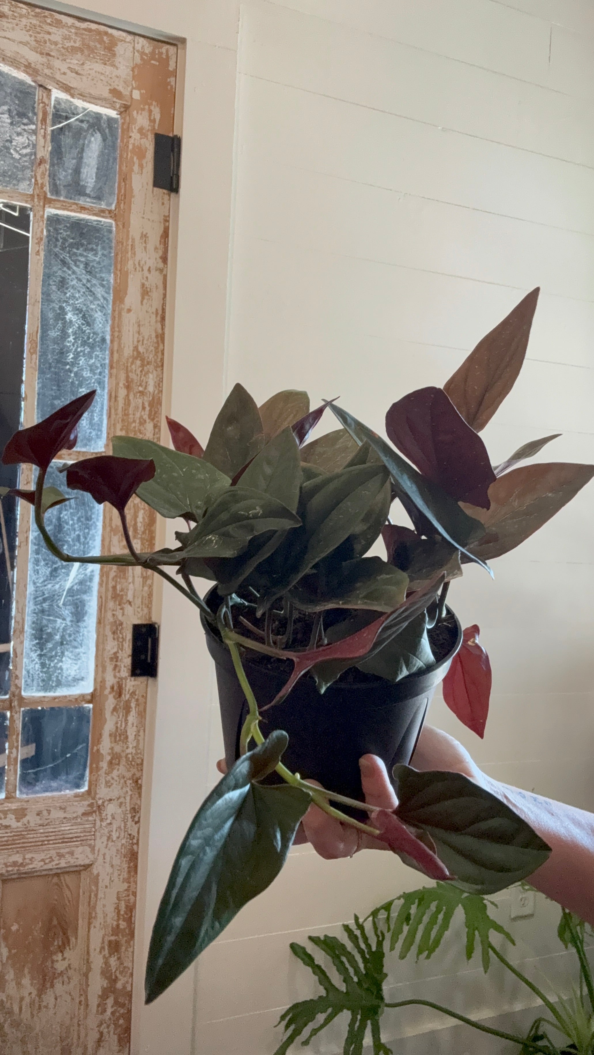 6" Syngonium Red Arrow