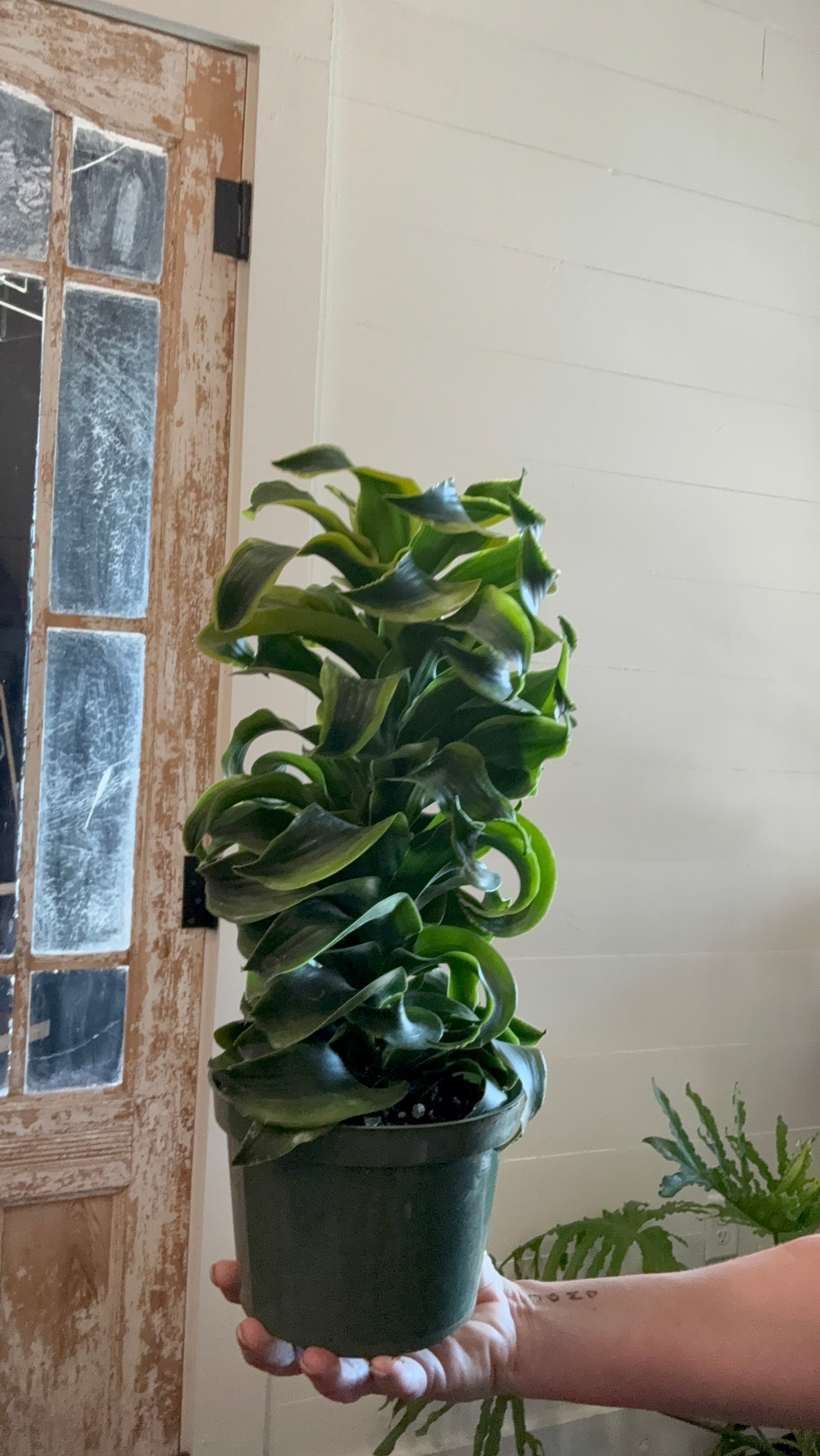 6" Dracena Tornado