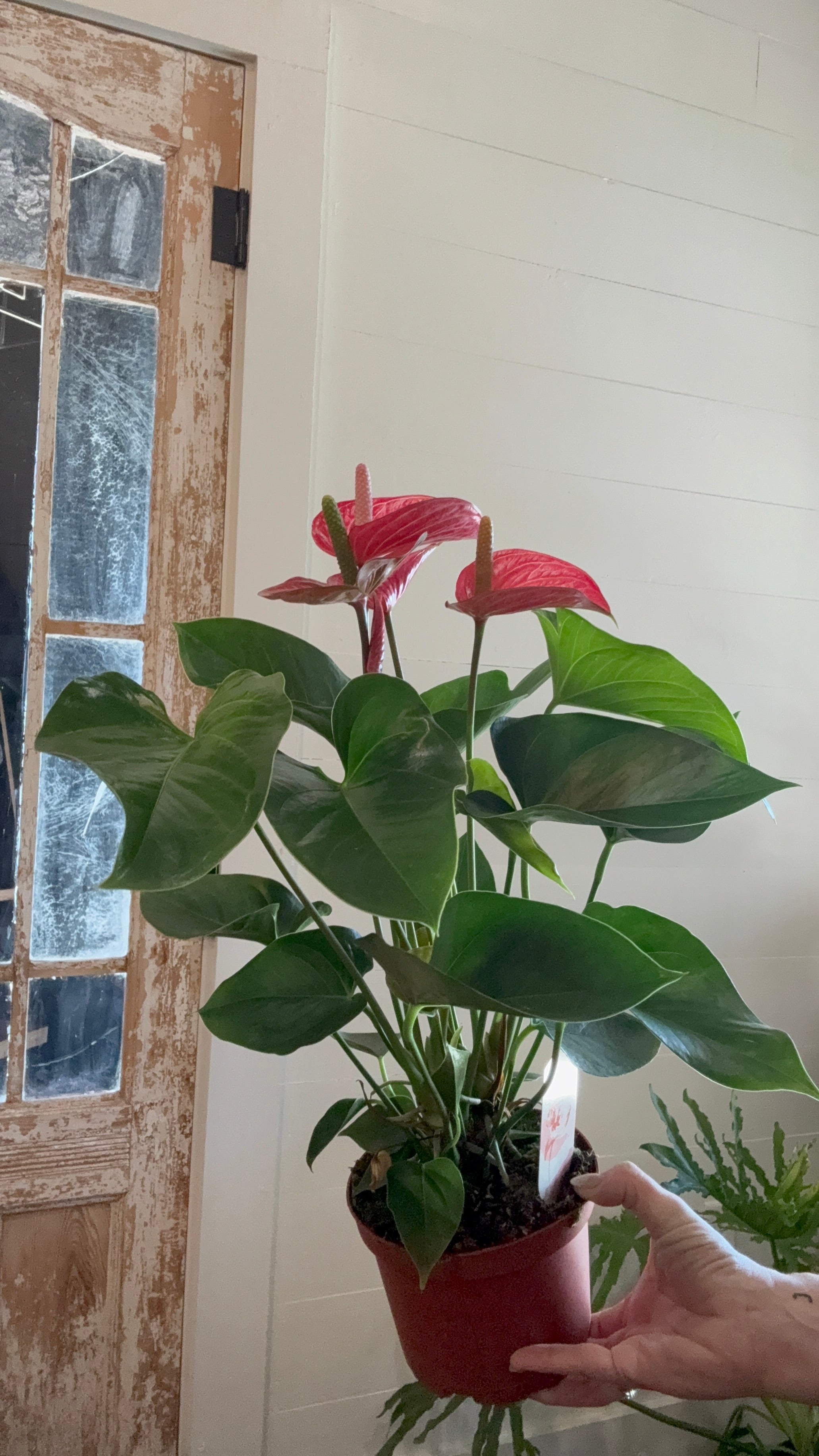 6" Giant Anthurium