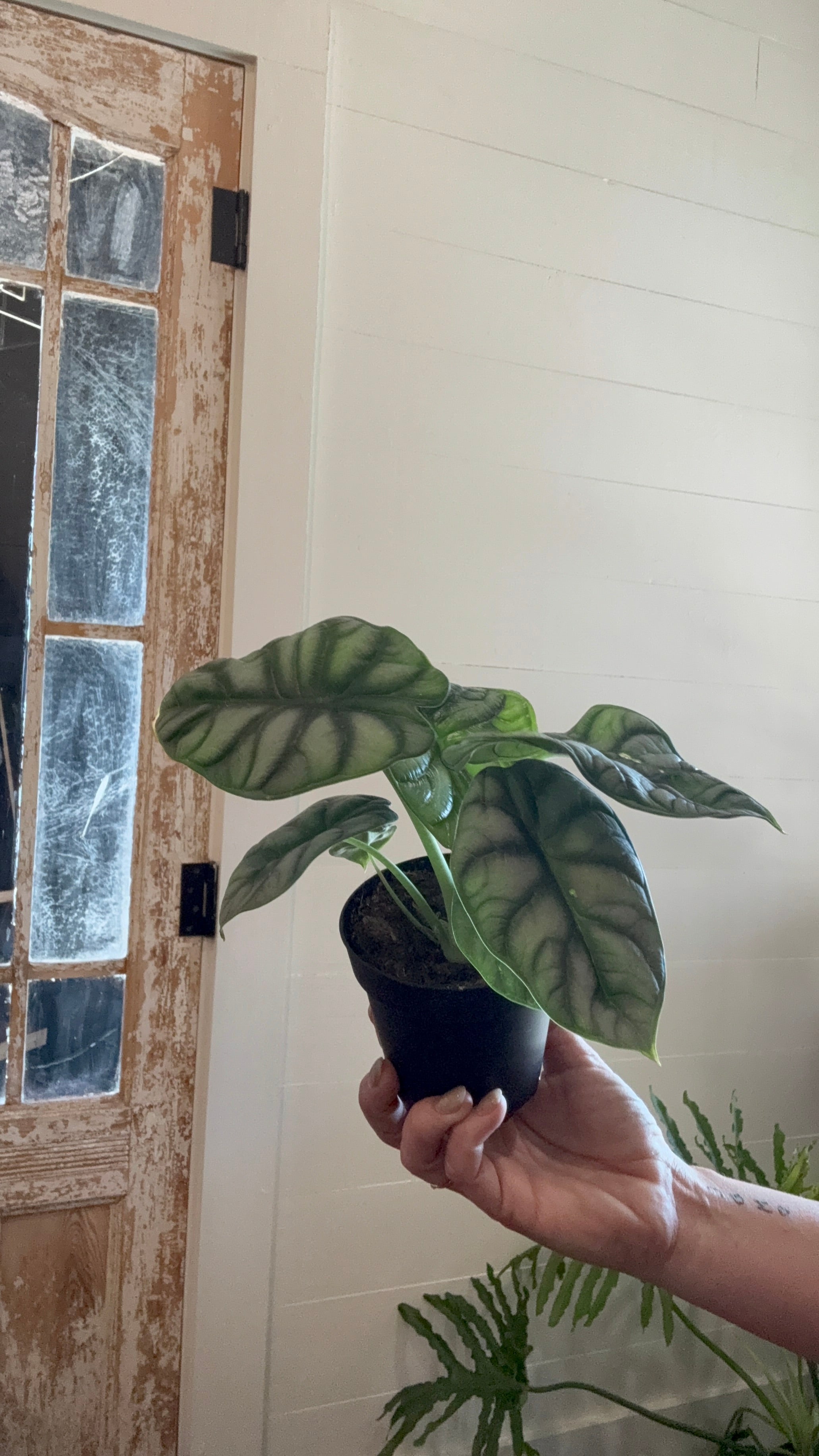4" Alocasia Silver Dragon