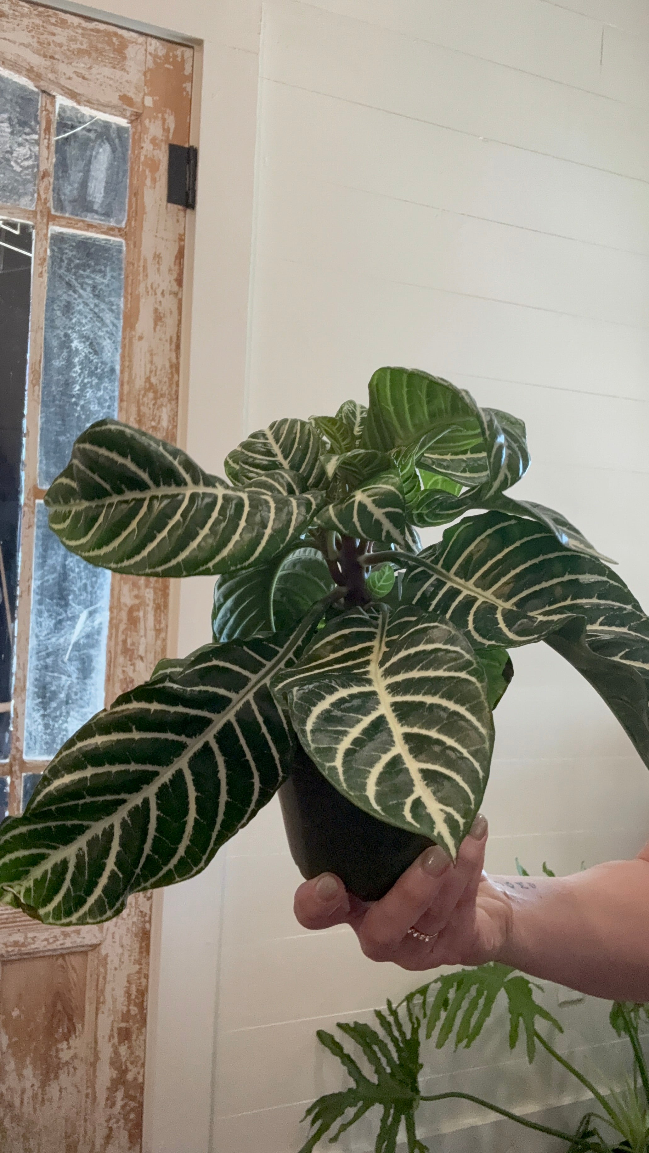 4" Aphelandra