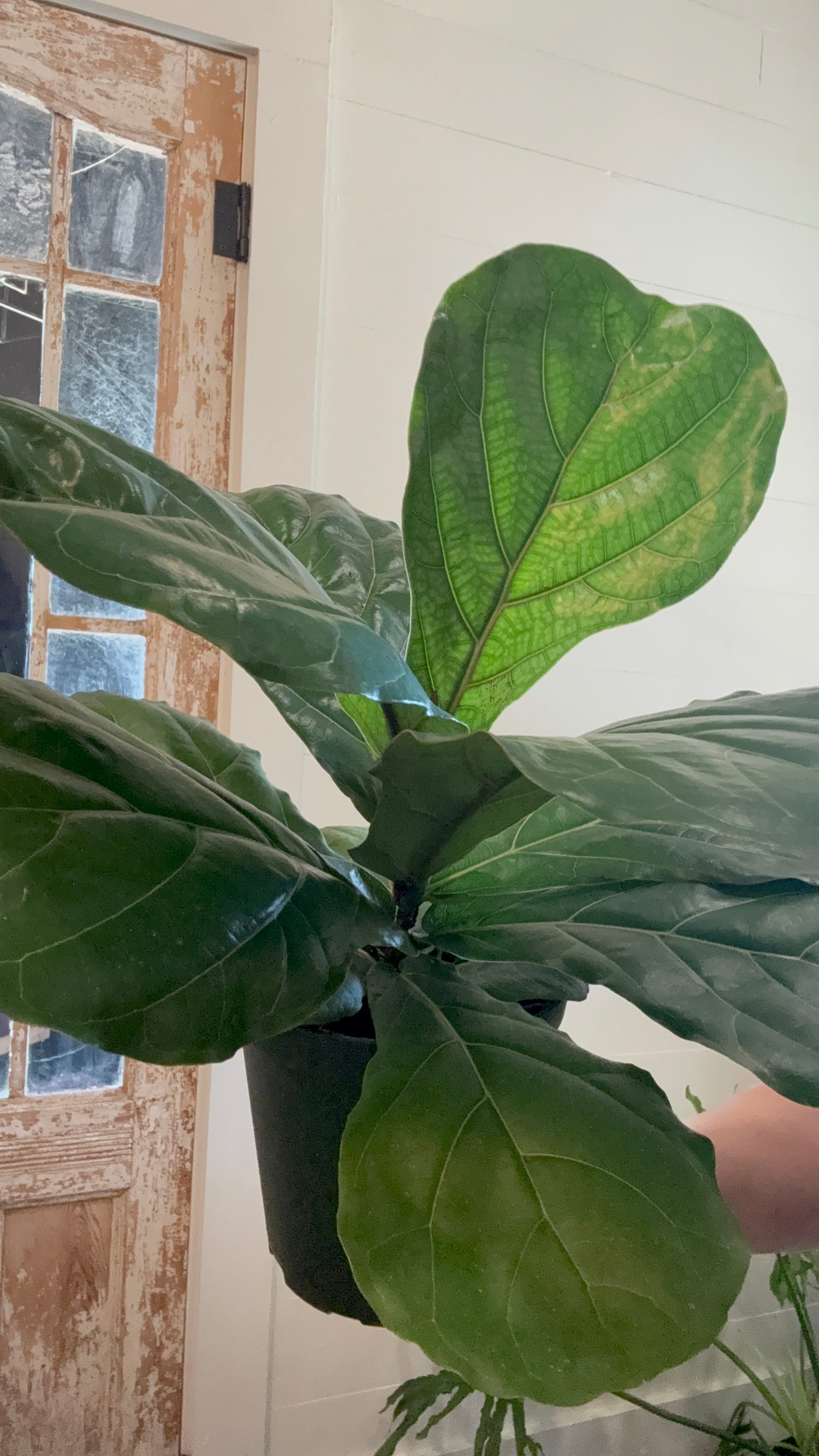 6" Ficus Lyrata Bush "Fiddle Fig"
