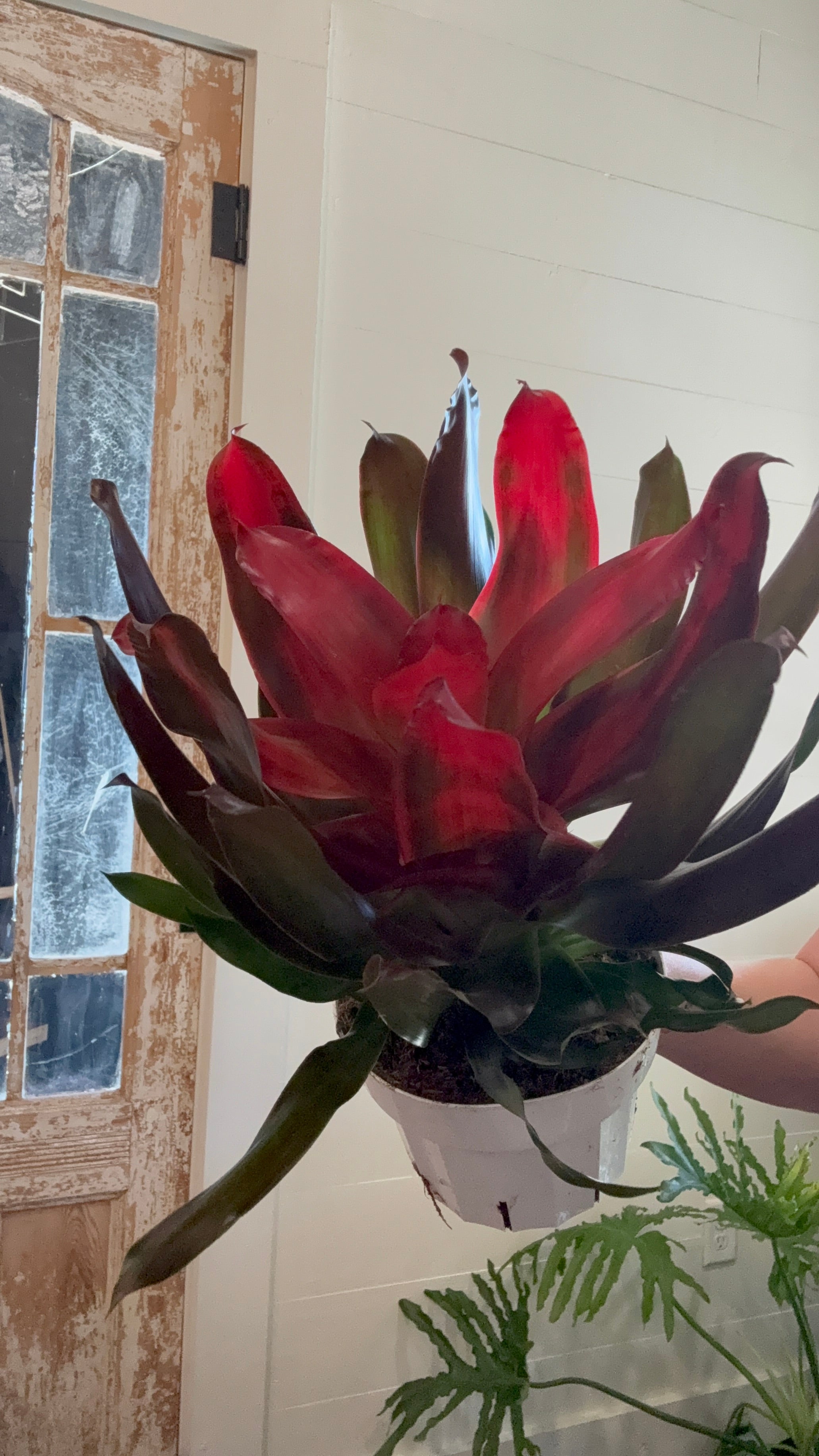 6" Neoregelia Bromeliad