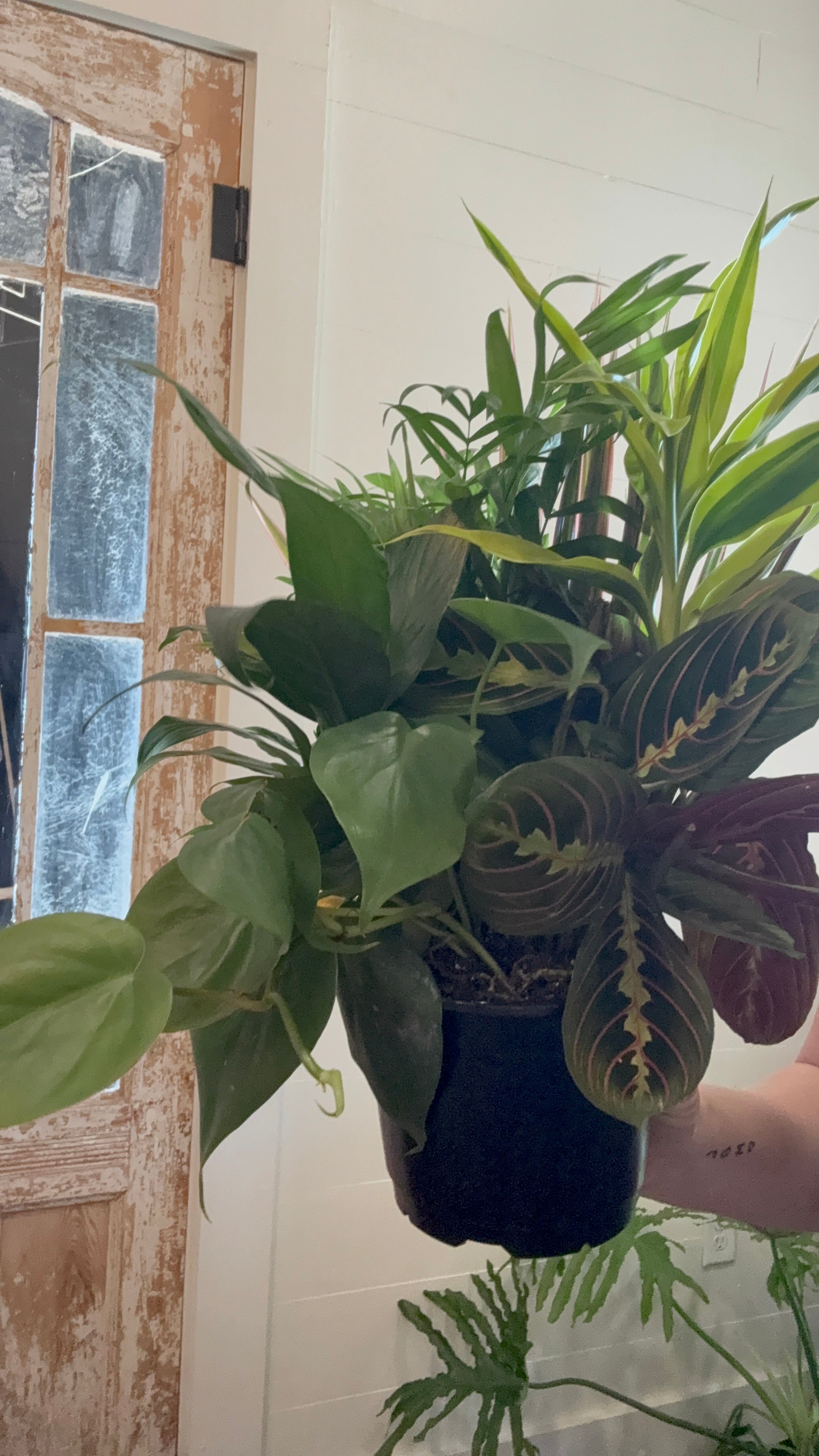6" container Mix